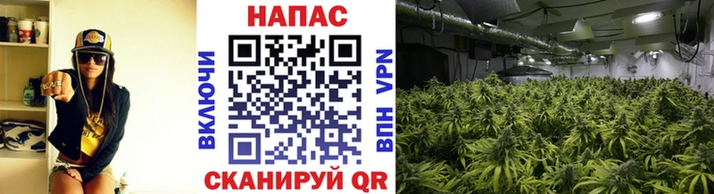 Шишки марихуана планчик Можайск